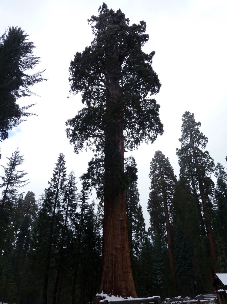 Sequoia parc(15).JPG